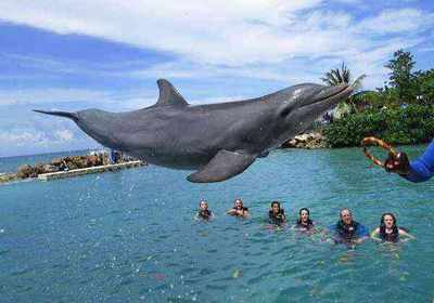 Swimming with dolphins at Dolphin Cove near Dunn's River